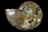 Cut & Polished Ammonite Fossil (Half) - Agate Replaced #146208-1